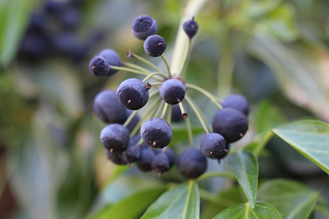 Image - ivy fruit blue violet berries