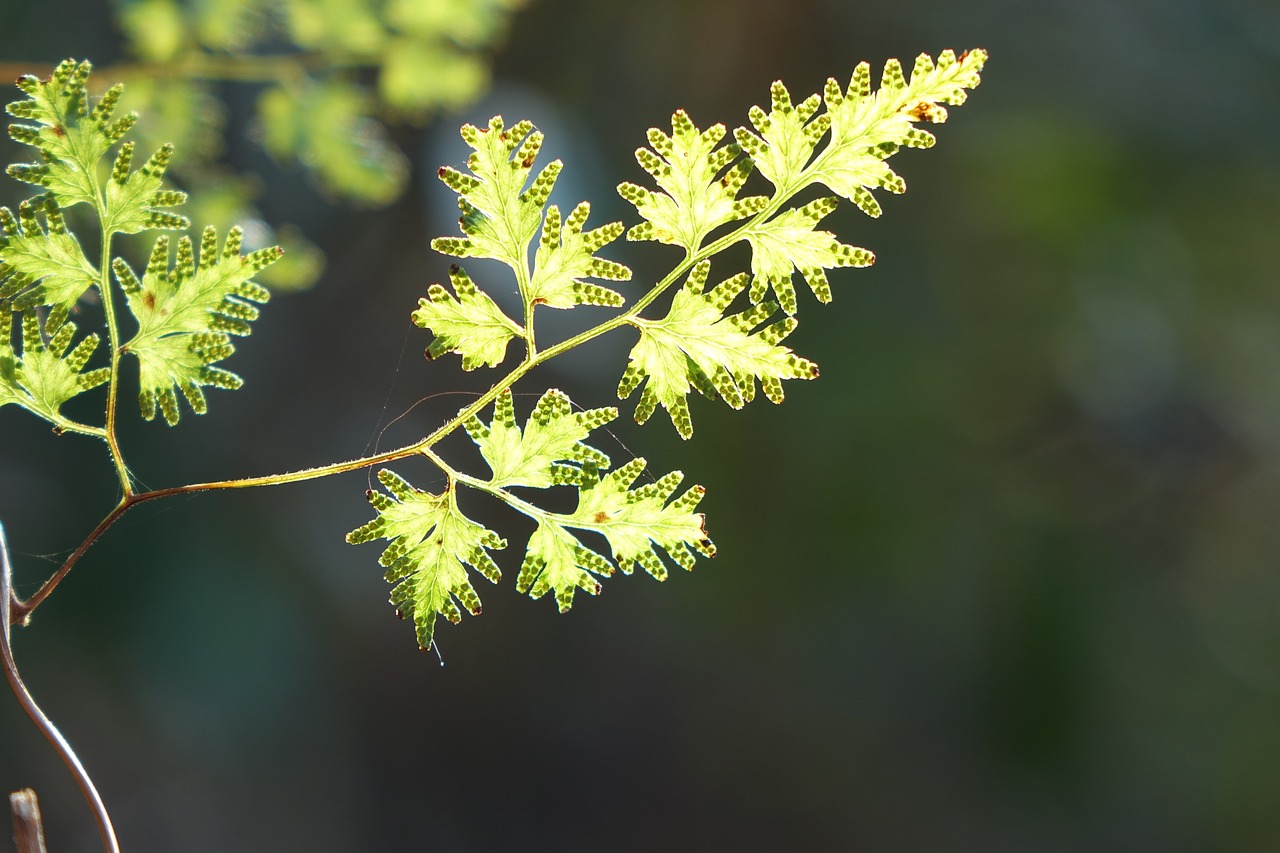 Image - foliage airport wild