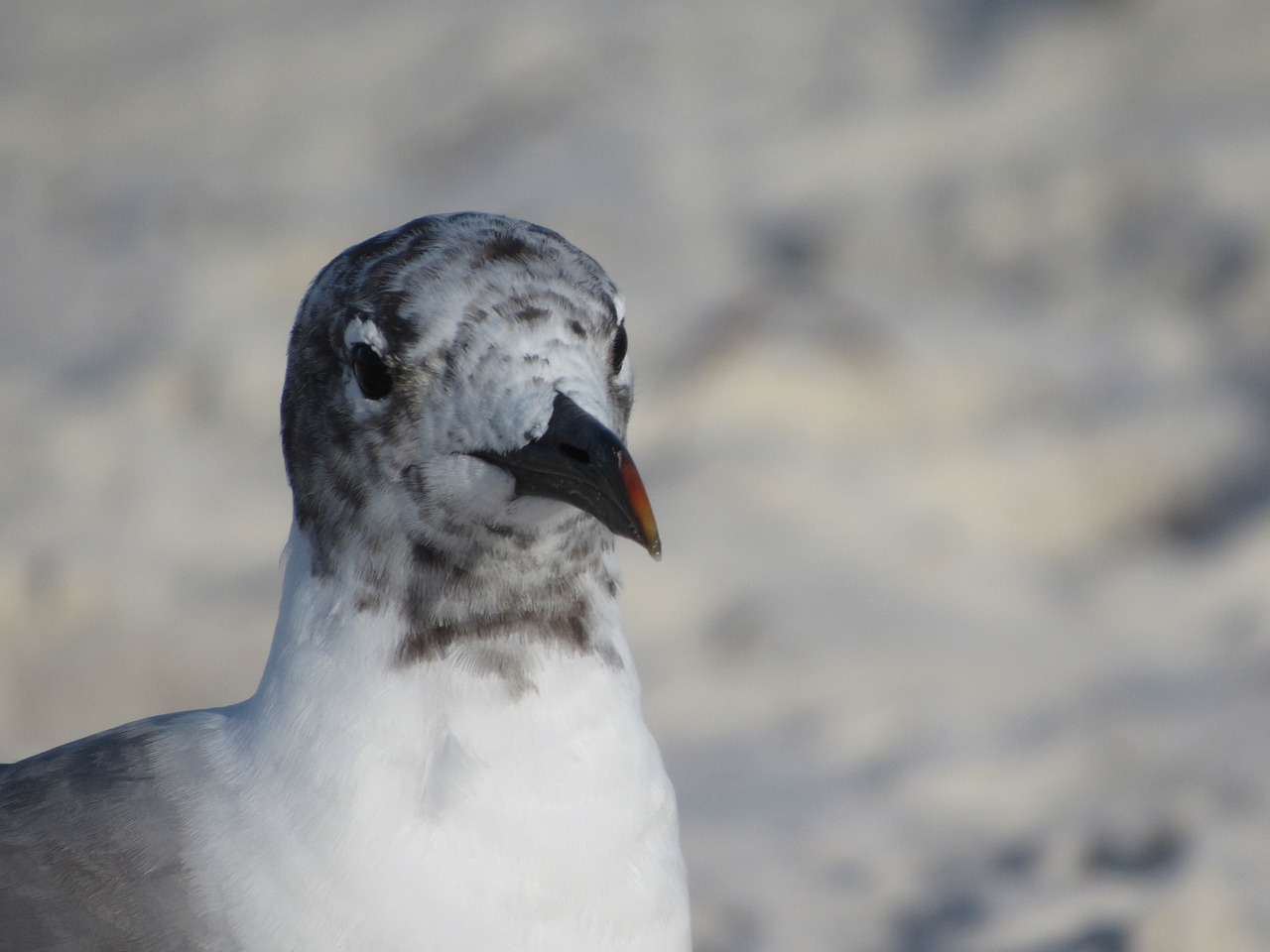 Image - seagull beach sand bird avian