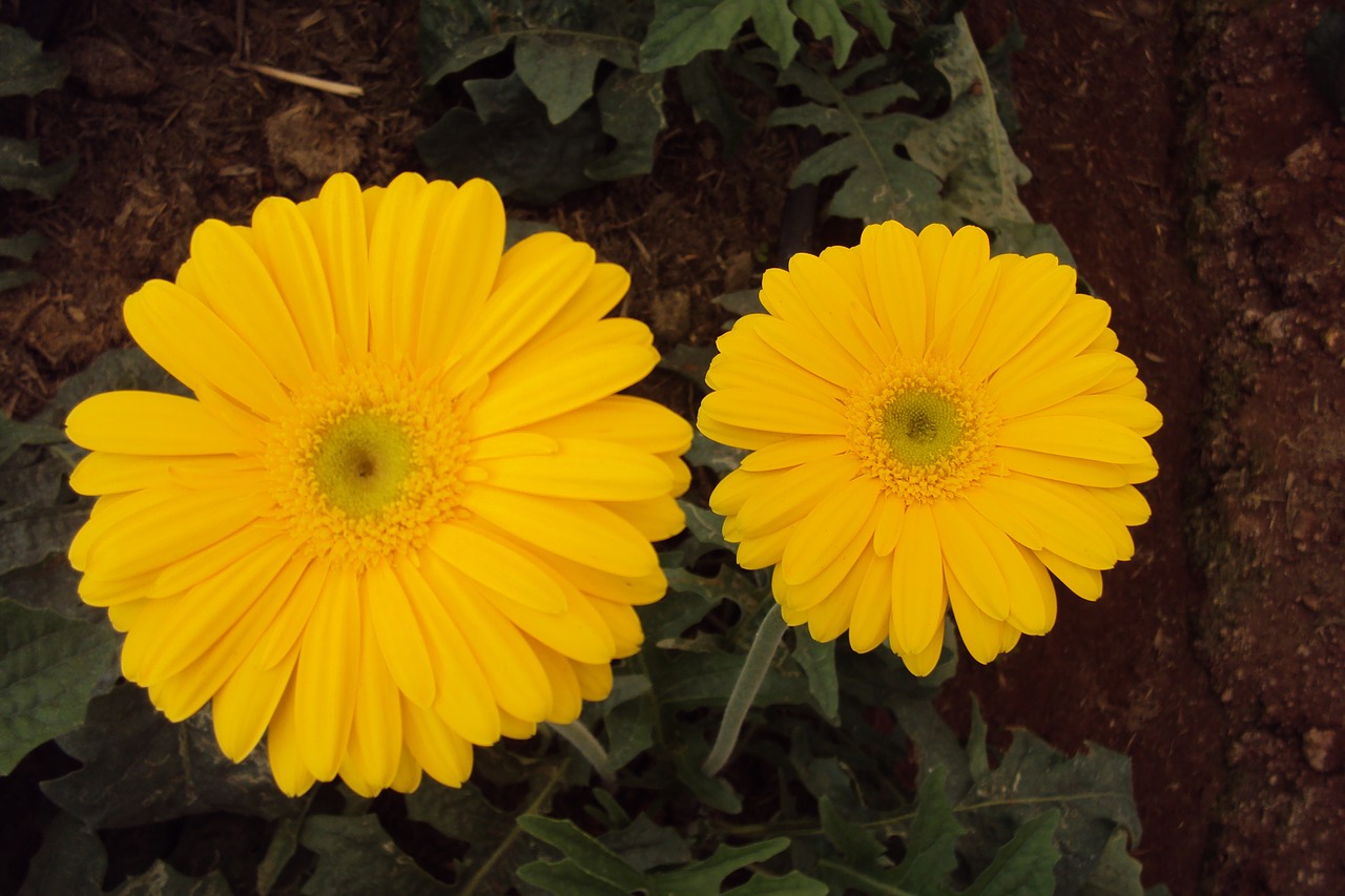 Image - yellow flower daisy blossom