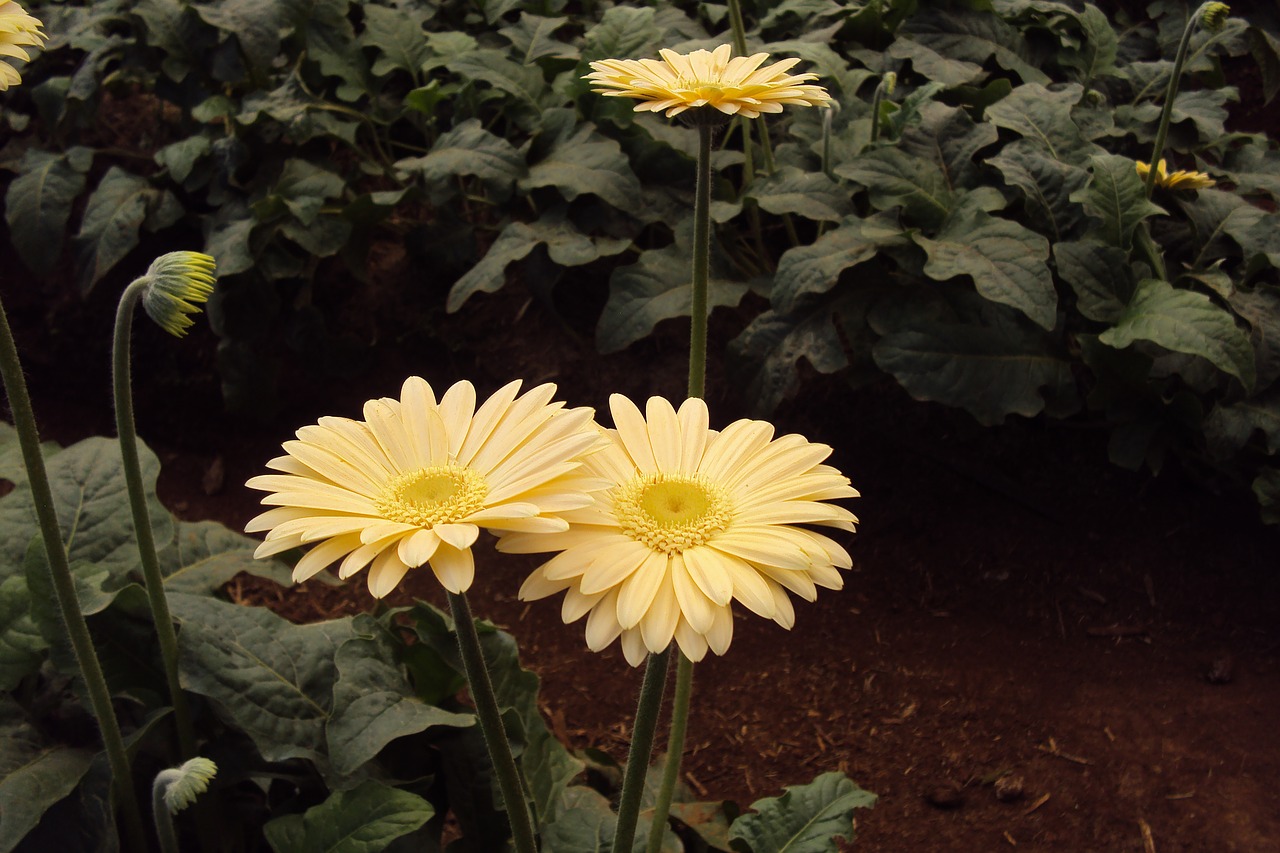 Image - yellow flower daisy blossom