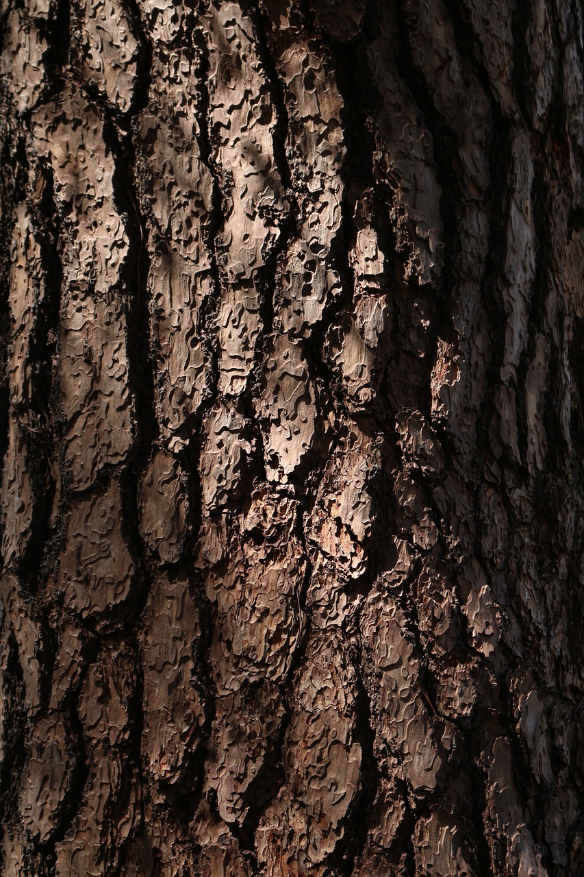 Image - pine finetree tree korean red fine