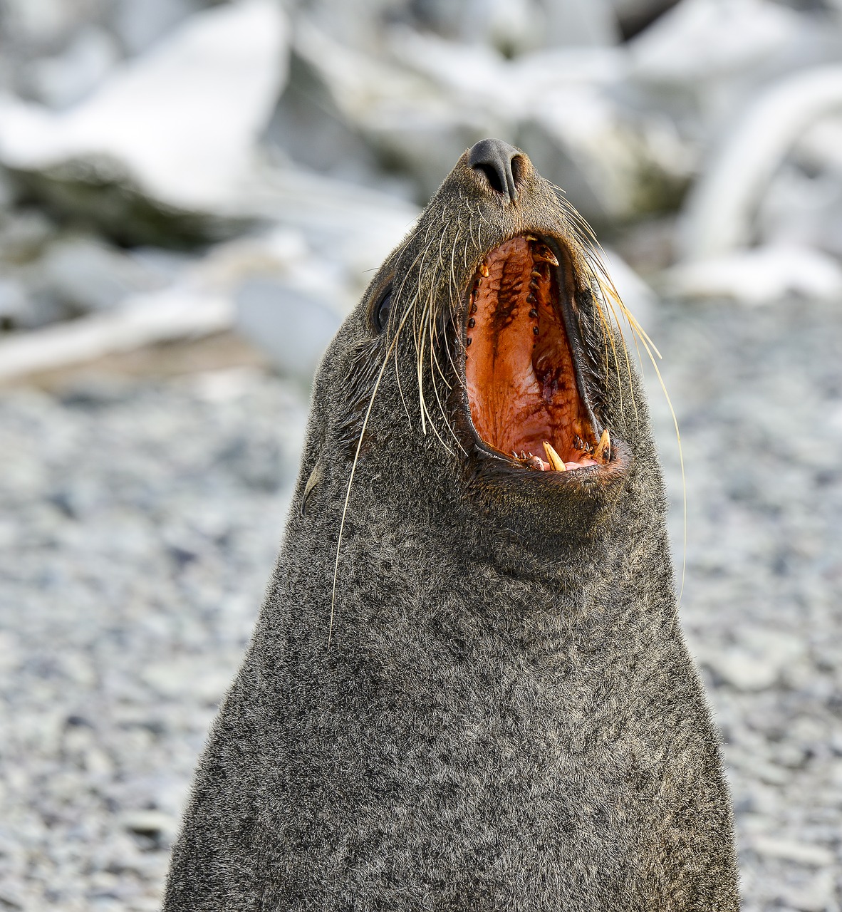 Image - seal antarctica expedition cruise