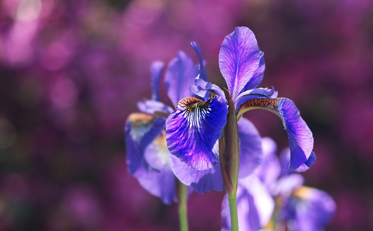 Image - iris blossom bloom blue flower