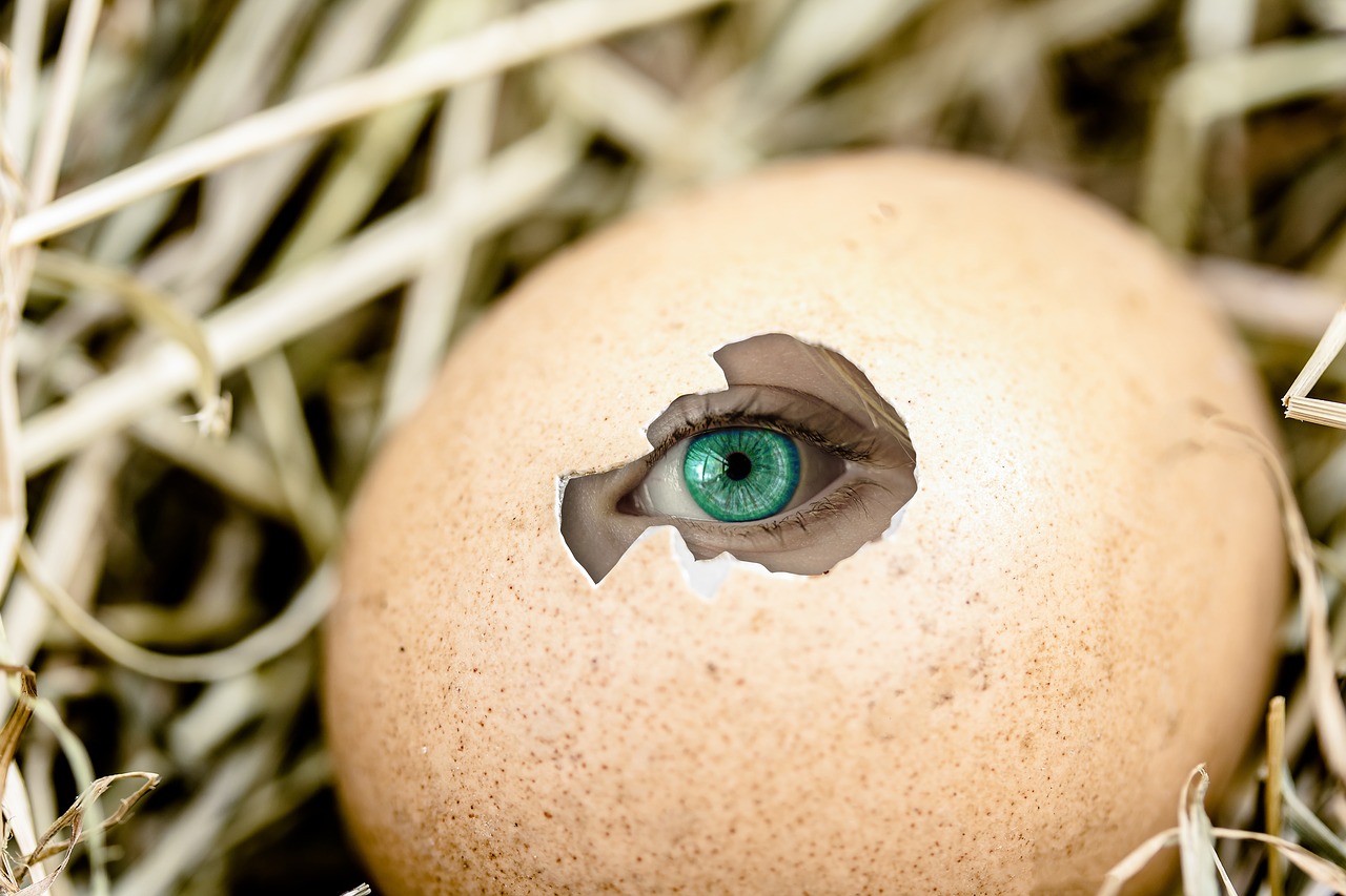 Image - egg eye by looking emergence hole