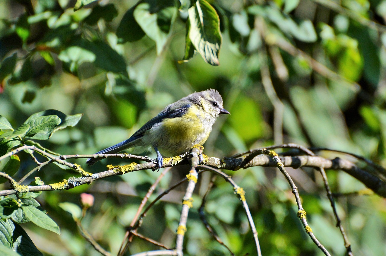 Image - blue tit tit bird songbird animal