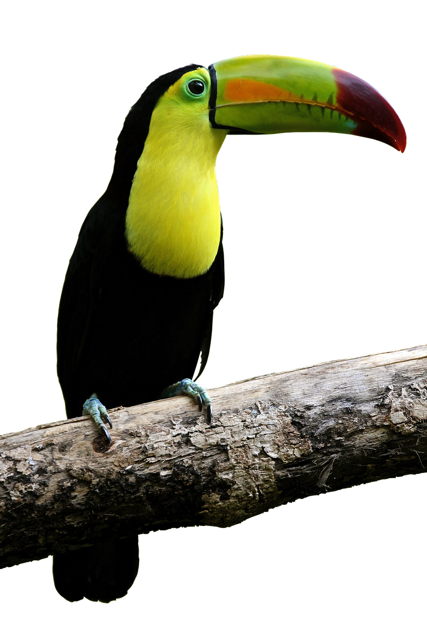 Image - bird parrot toucan bill colorful