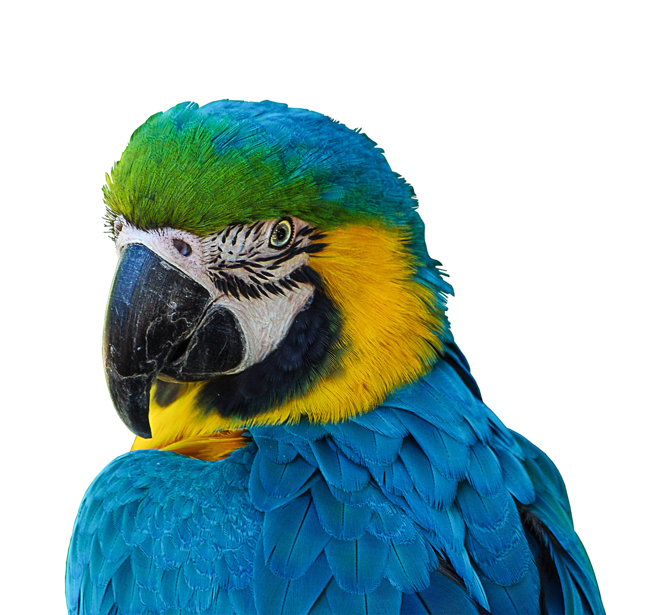 Image - parrot colorful plumage portrait