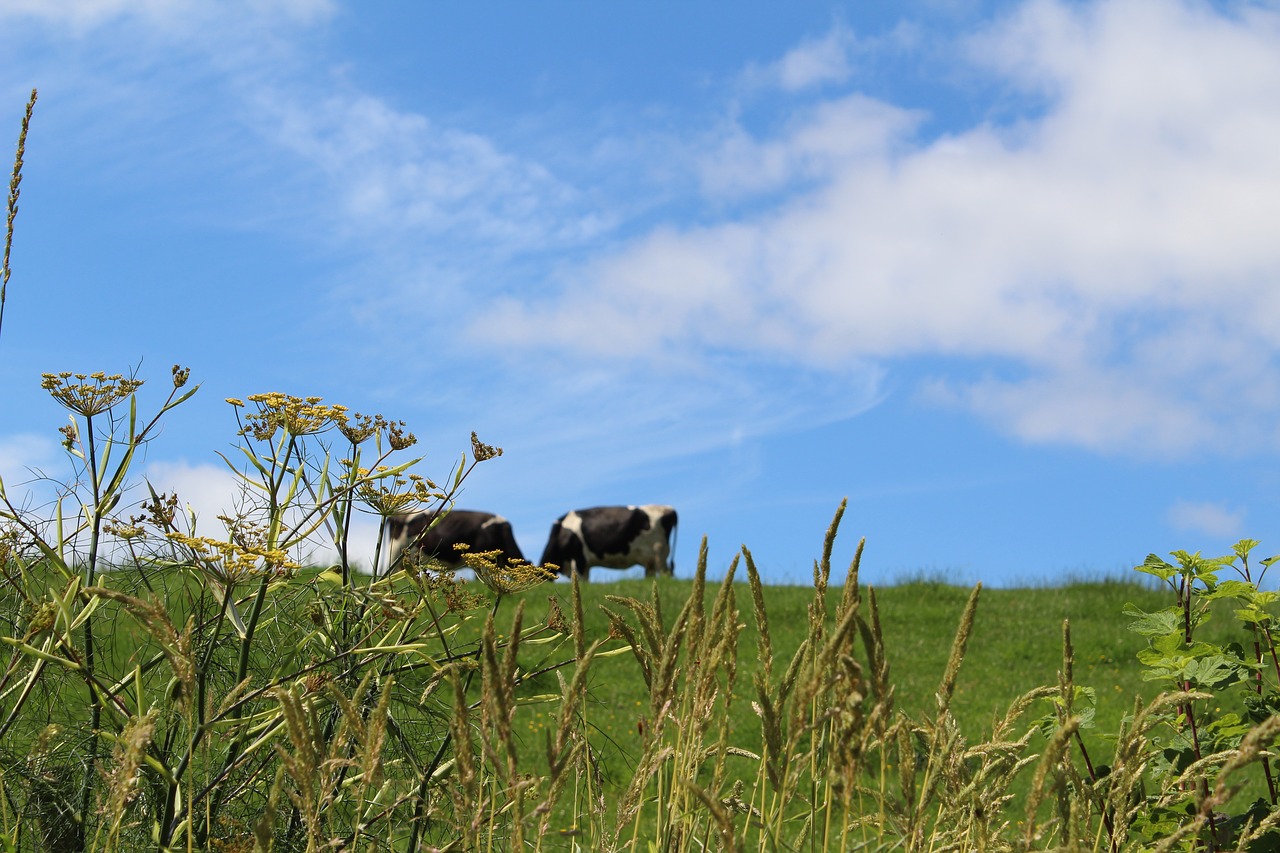 Image - meadow england summer cows cattle