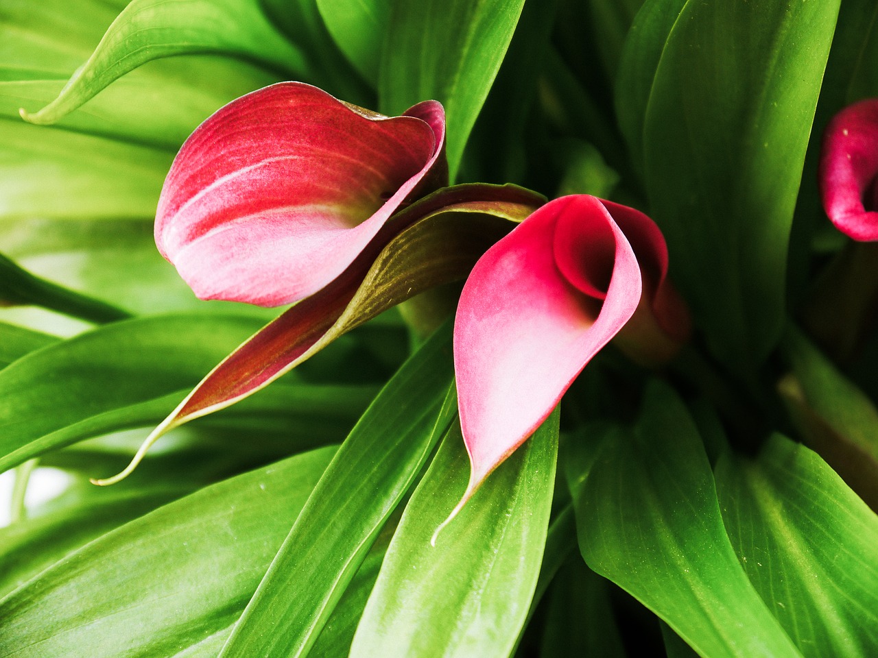 Image - calla flower red red flower