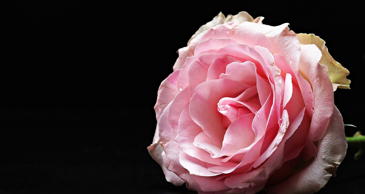 Image - rose floribunda pink pink rose