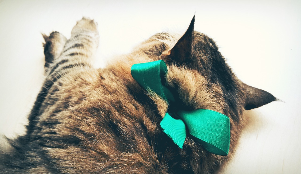 Image - cat bow holiday turquoise