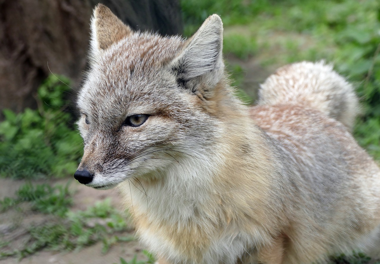 Image - fuchs animal animal world zoo