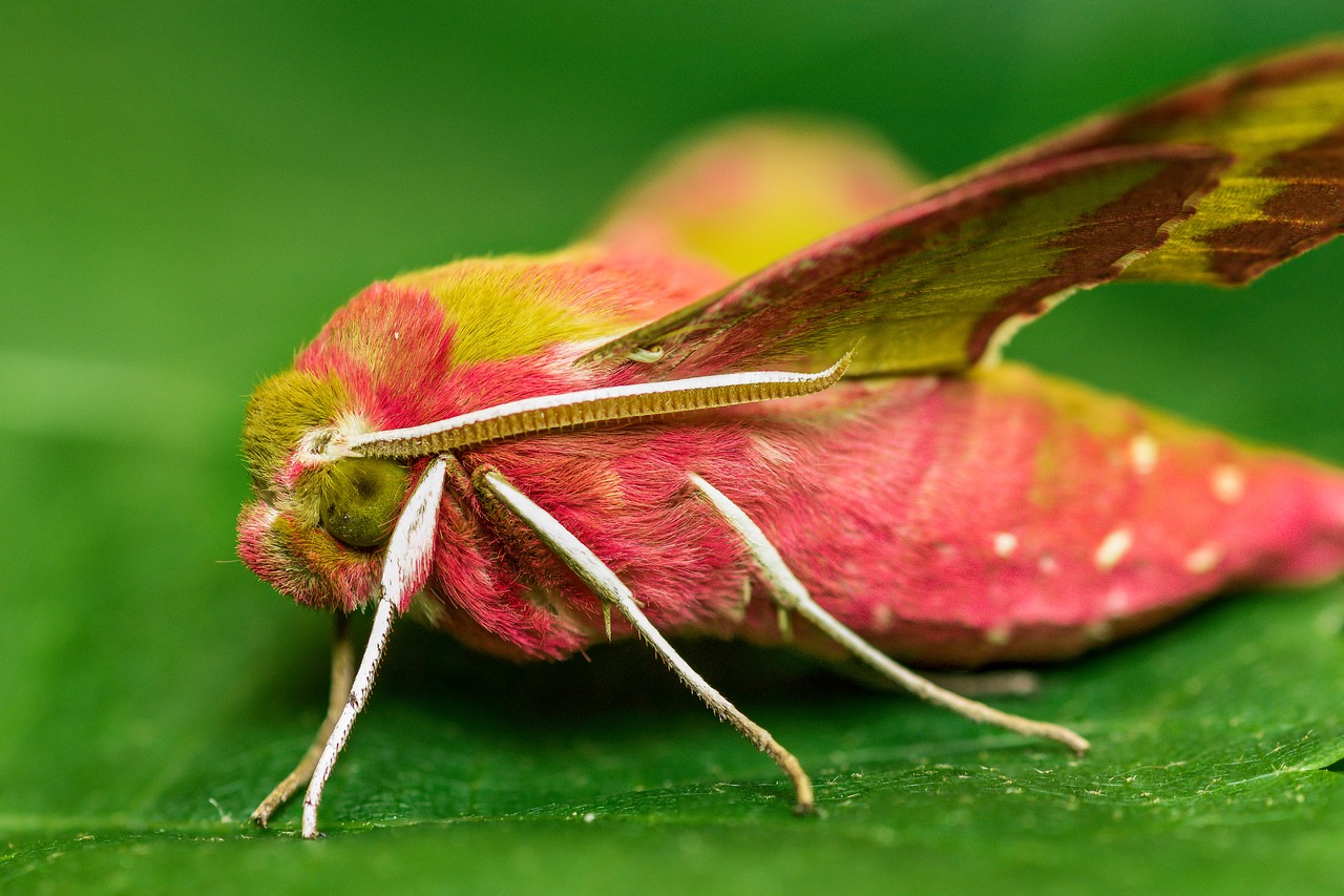 Image - night butterfly hawk butterfly