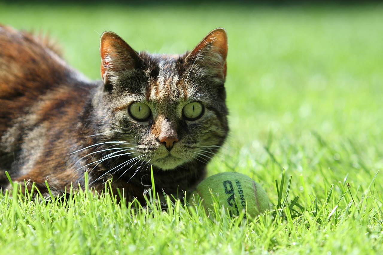 Image - cat pet tortoise shell beautiful