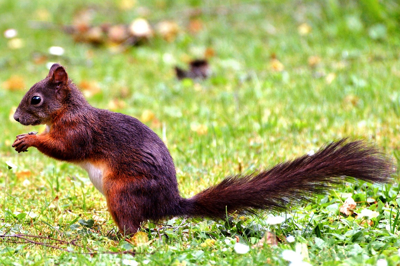 Image - squirrel rodent forest animals