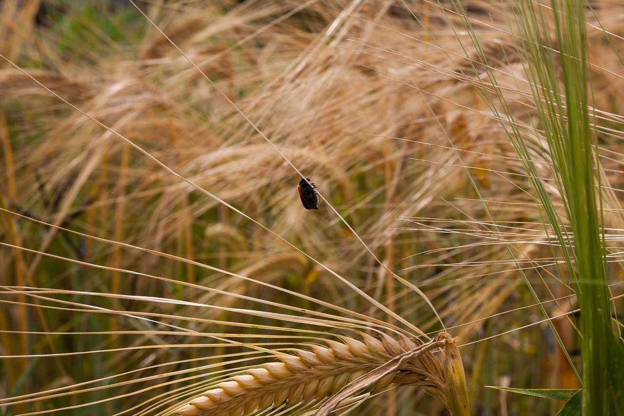 Image - wheat summer cultural landscape