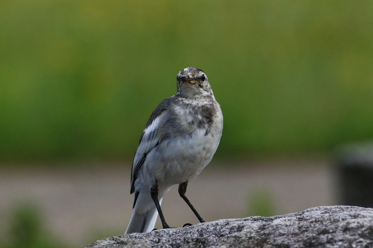 Image - animal little bird