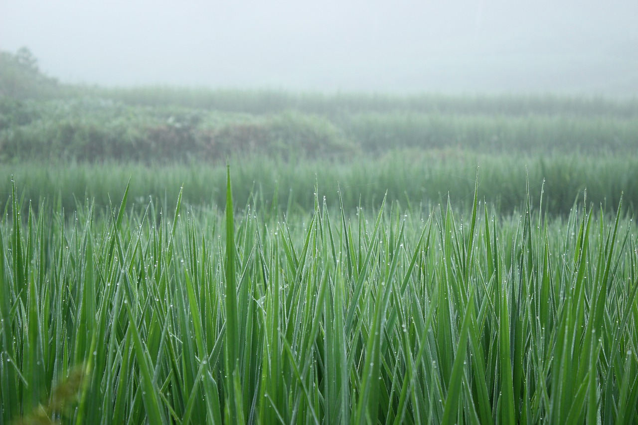 Image - rice green needle planting crops