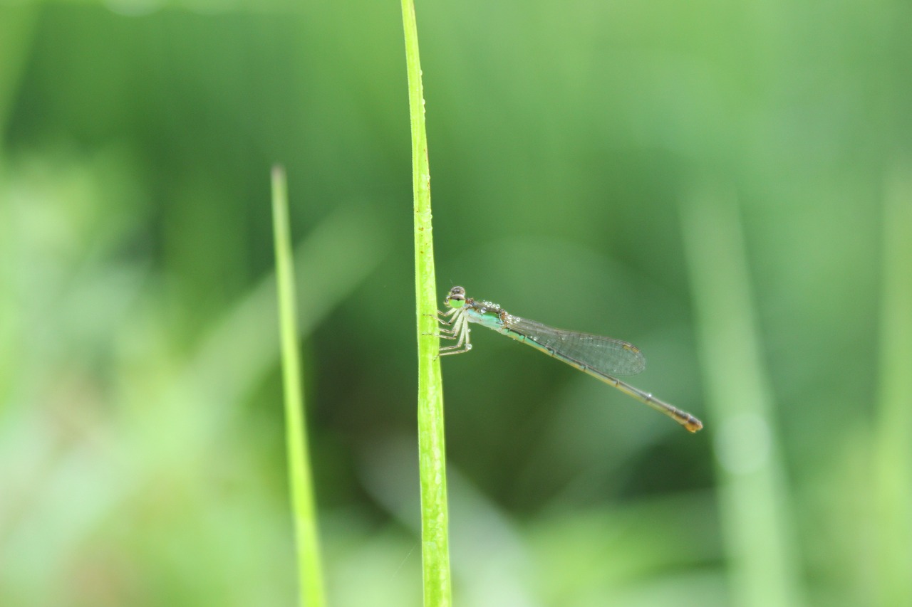 Image - dragonfly green grass big eyes