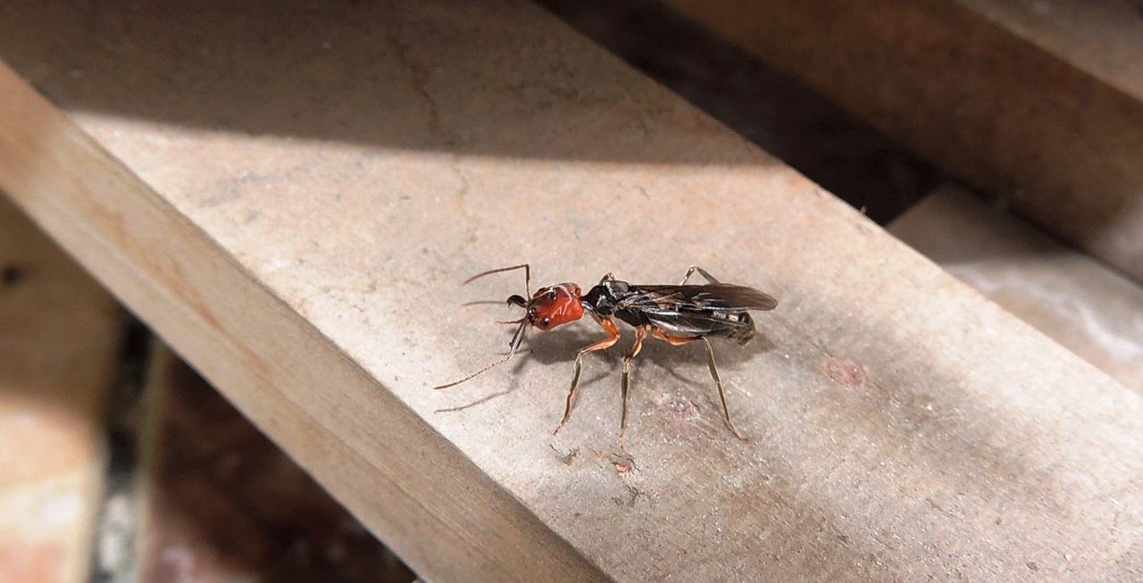 Image - insects nature ant armenia quindio