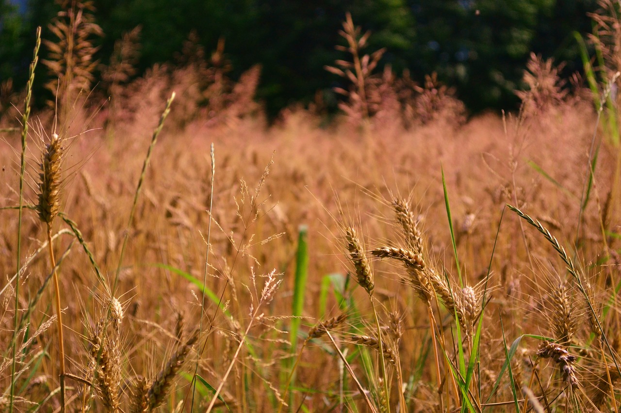Image - wheat campaign prato nature ears