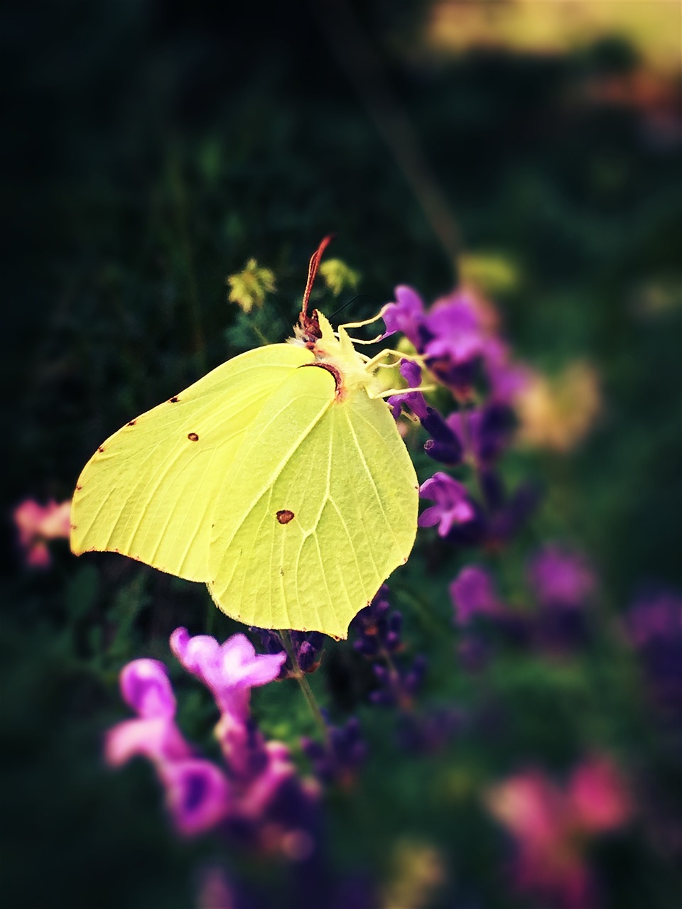 Image - gonepteryx rhamni butterfly yellow