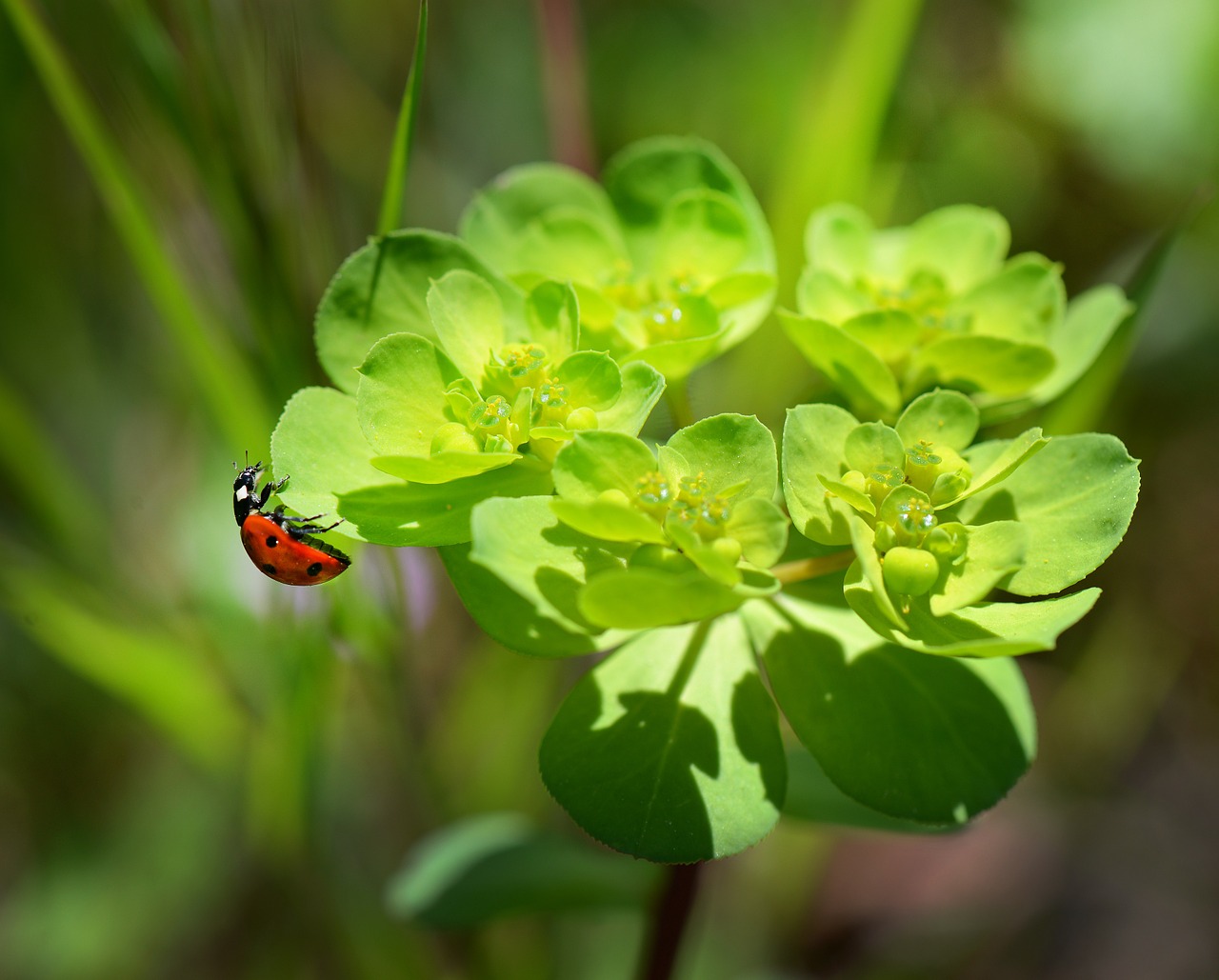 Image - ladybug nature macro flowers