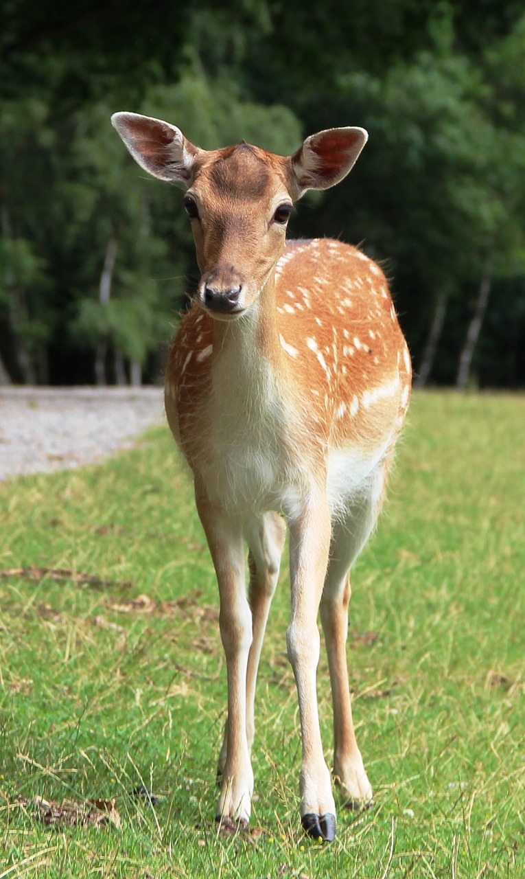 Image - roe deer wild nature scheu