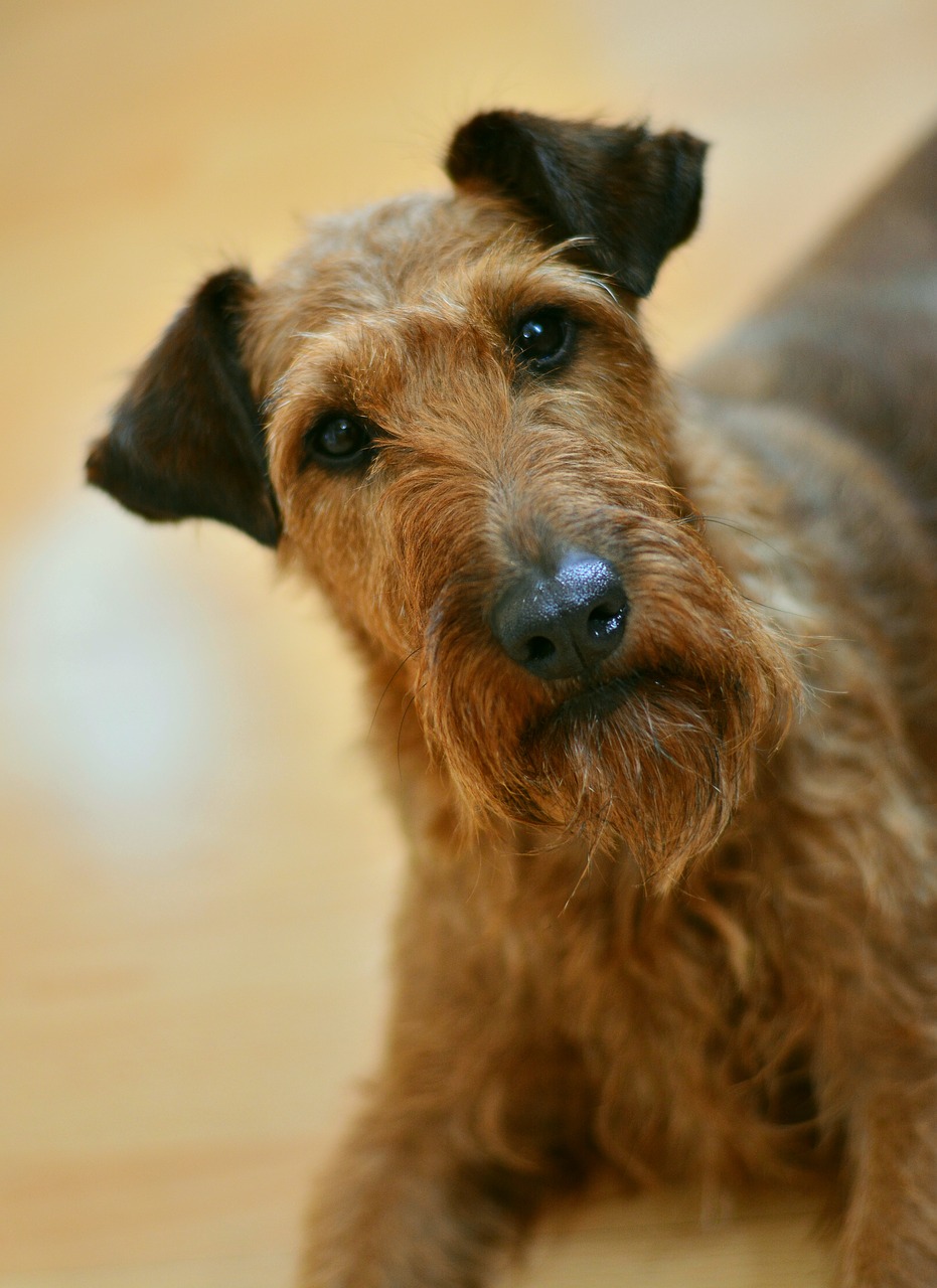 Image - dog irish terrier terrier