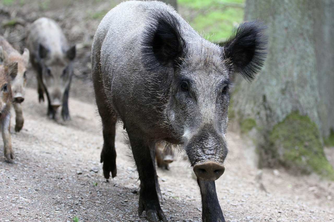 Image - boar family bache nature