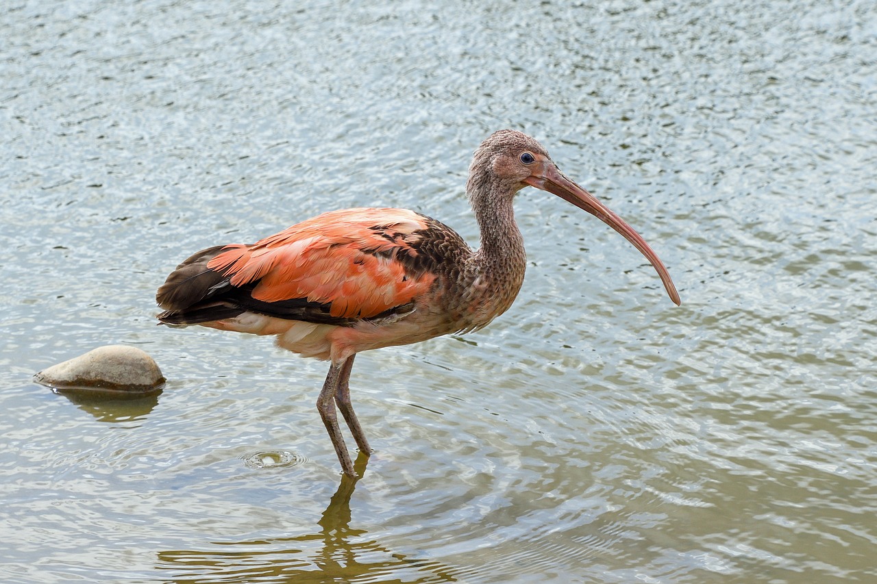 Image - ibis bird wader pink water