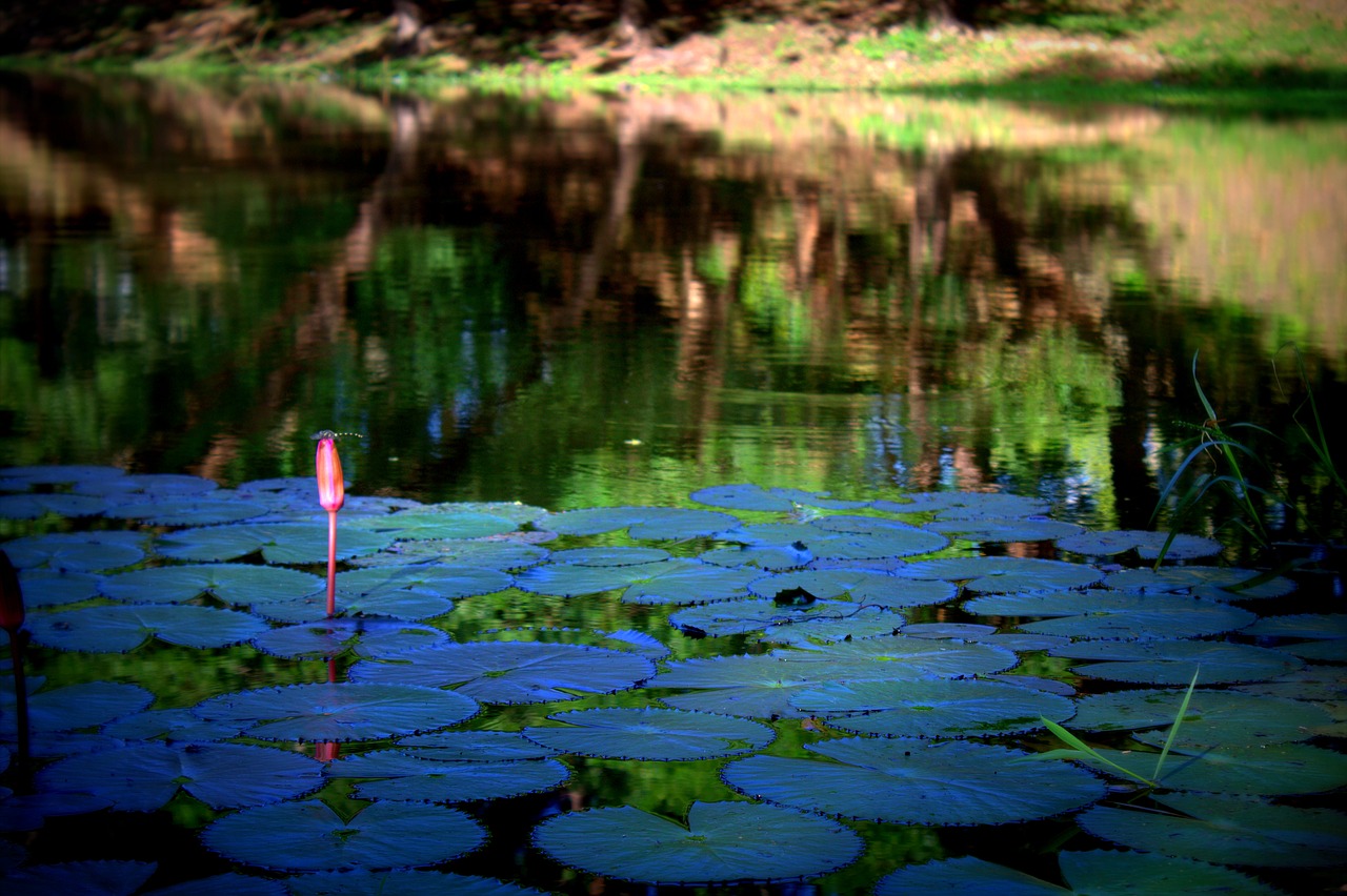 Image - lotus siem reap cambodia