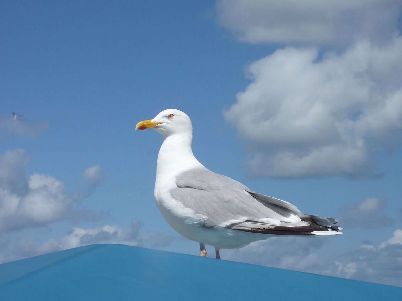 Image - borkum sky clouds gull sea roof