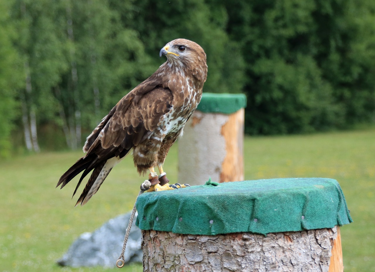 Image - falcon kestrel falconry birds