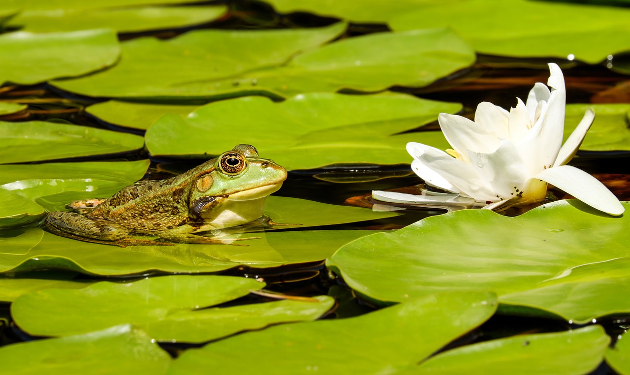 Image - frog water frog frog pond animal
