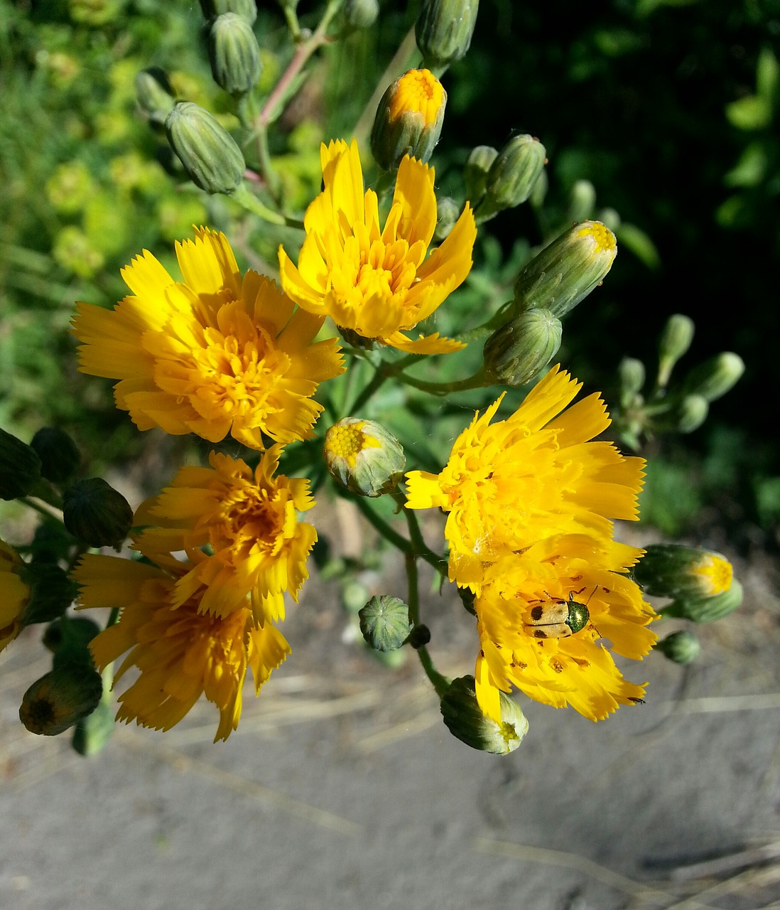 Image - flowers insect petals bud yellow