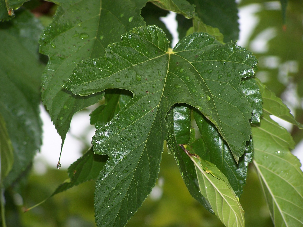 Image - leaves droplets after storm