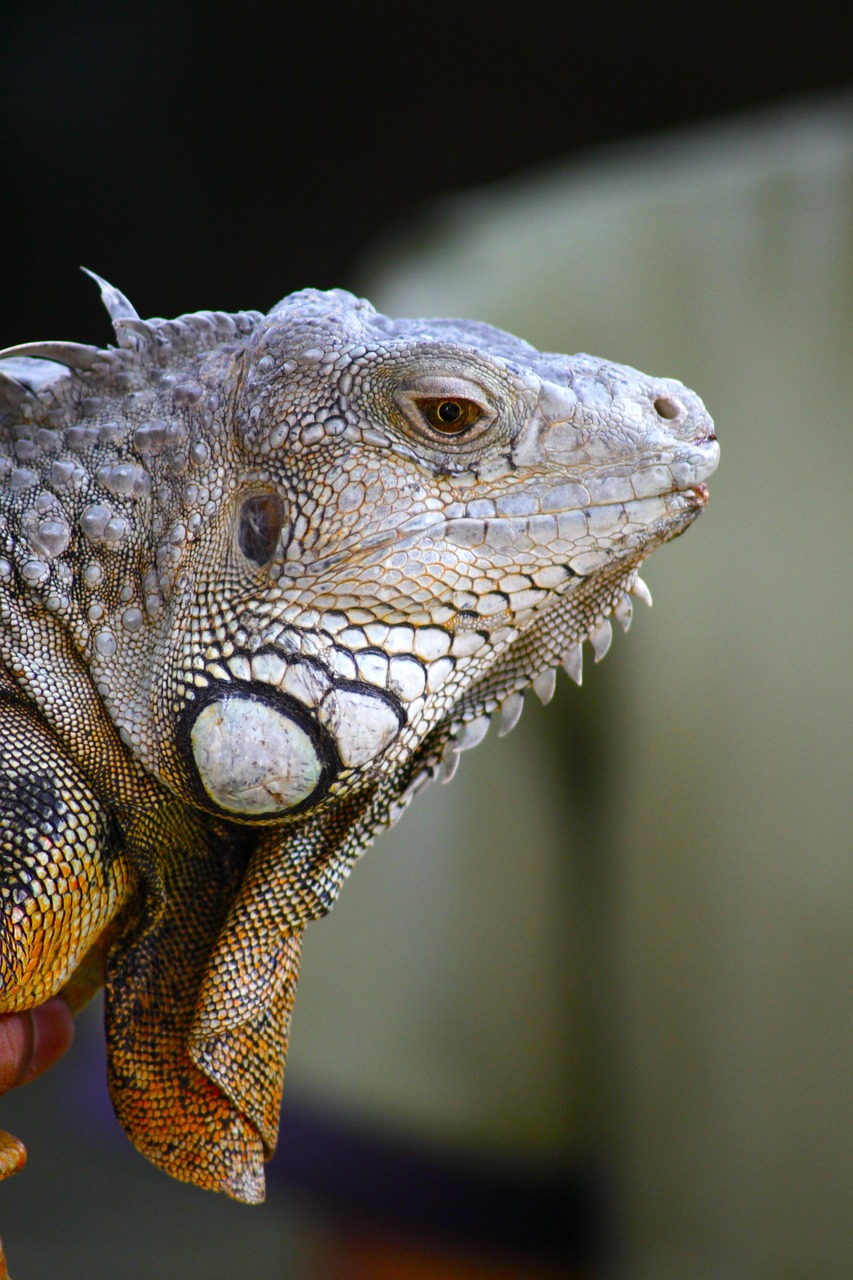 Image - iguana animal lizard indonesia