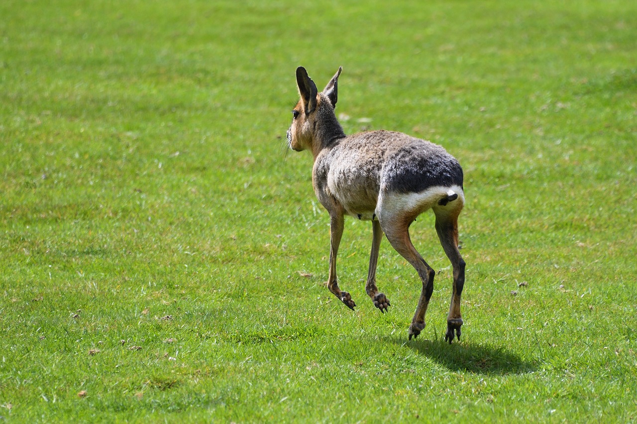 Image - mara hare of patagonia run grass