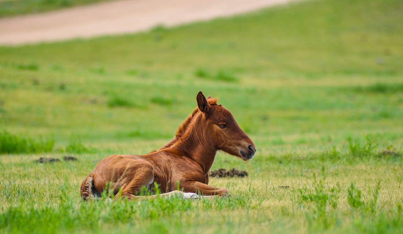 Image - foal horse animal equine nature