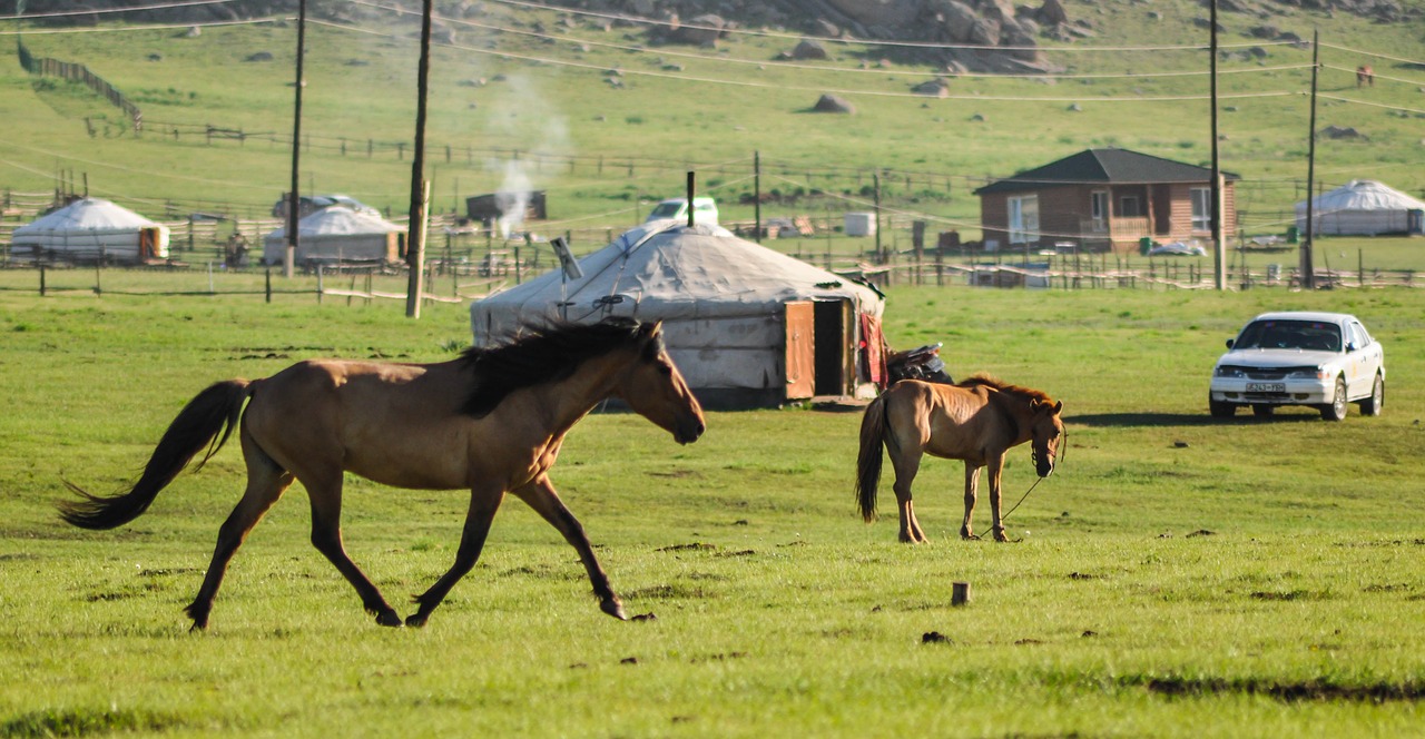 Image - horse alpha horse stallion animal