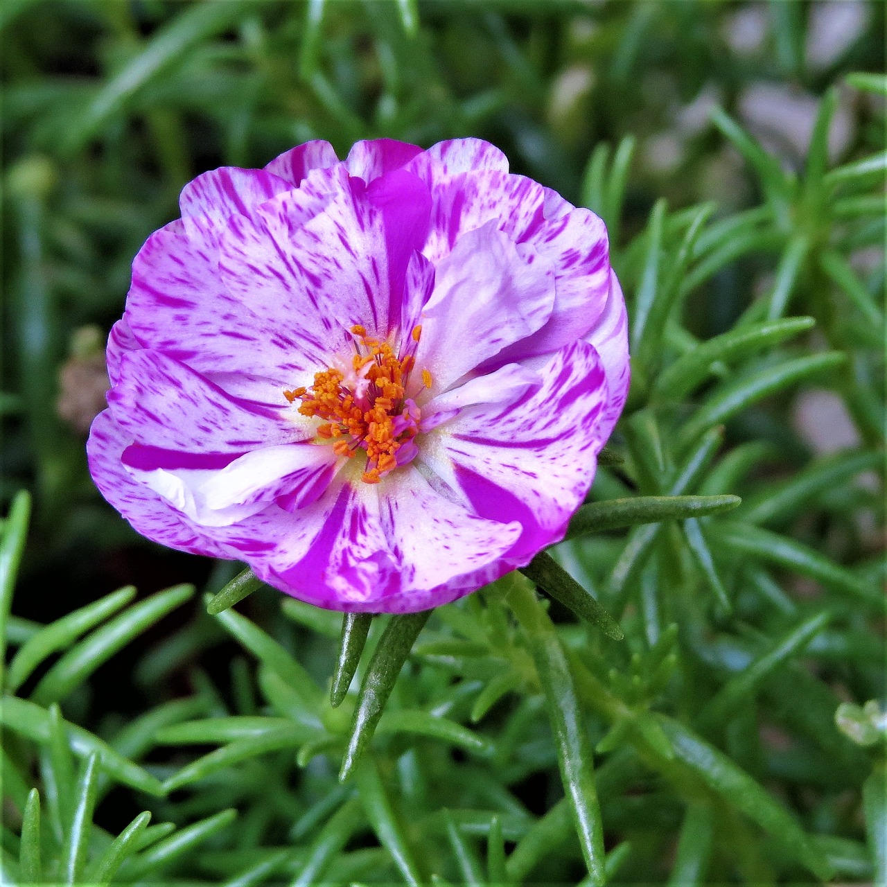 Image - flower purple white yellow green