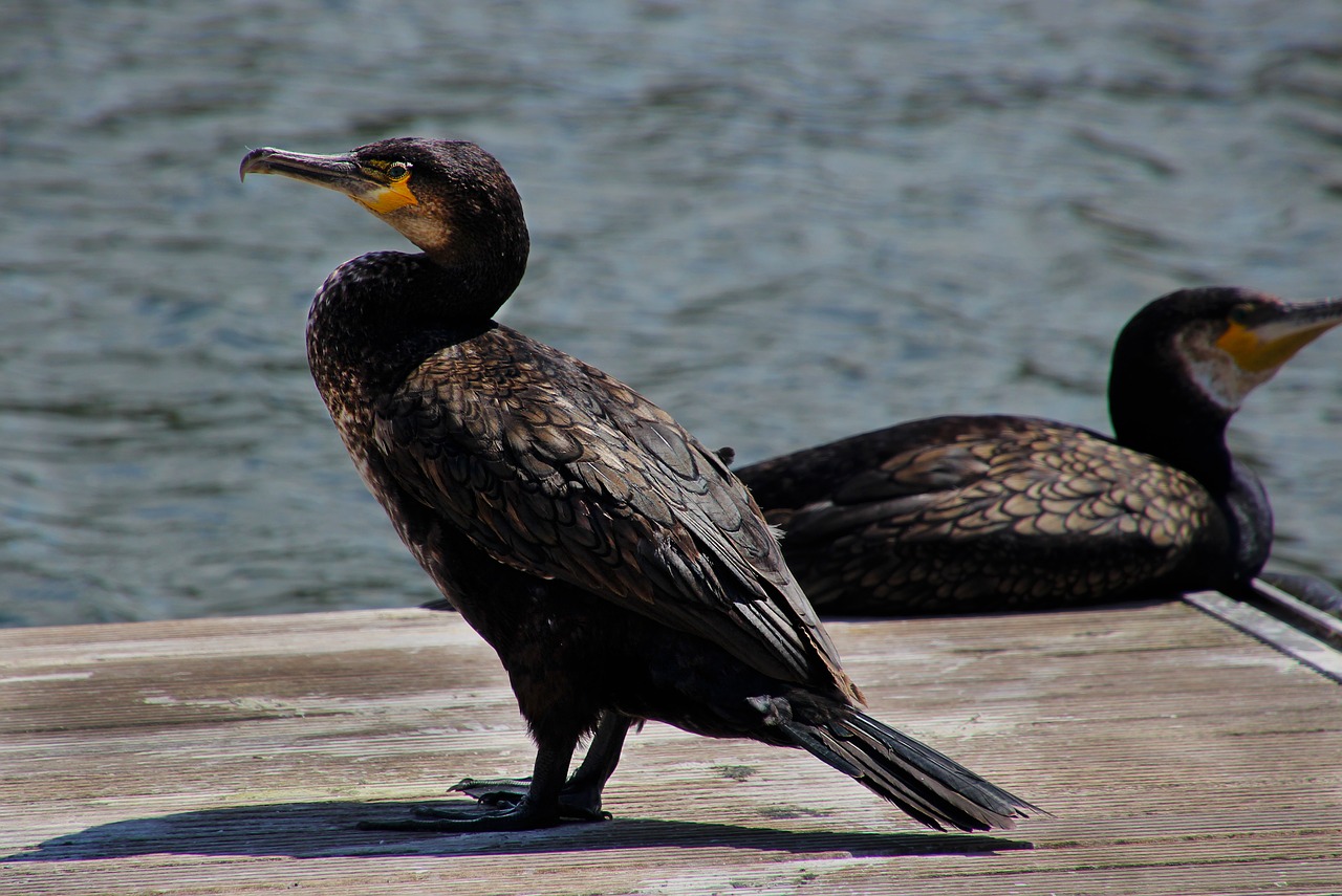 Image - cormorant bird nature wildlife