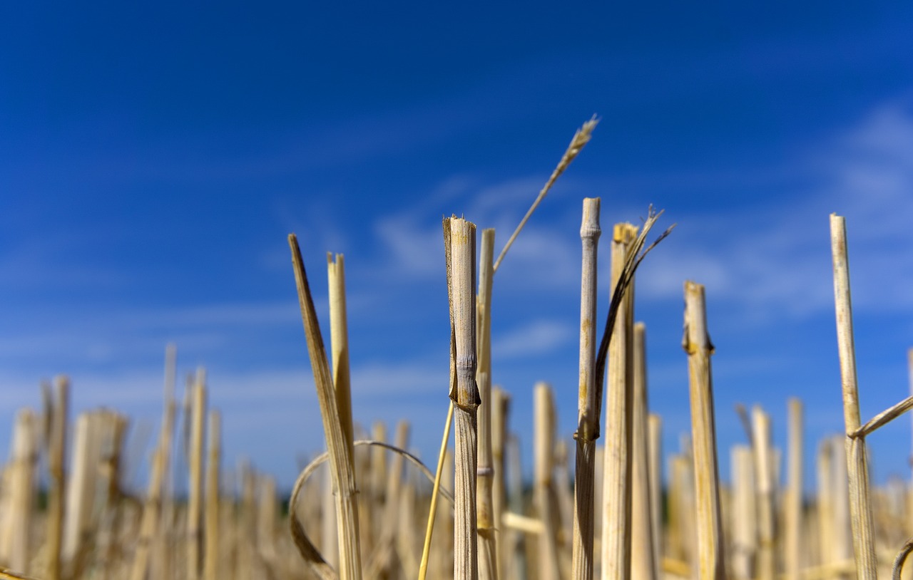Image - straw straw box harvest field