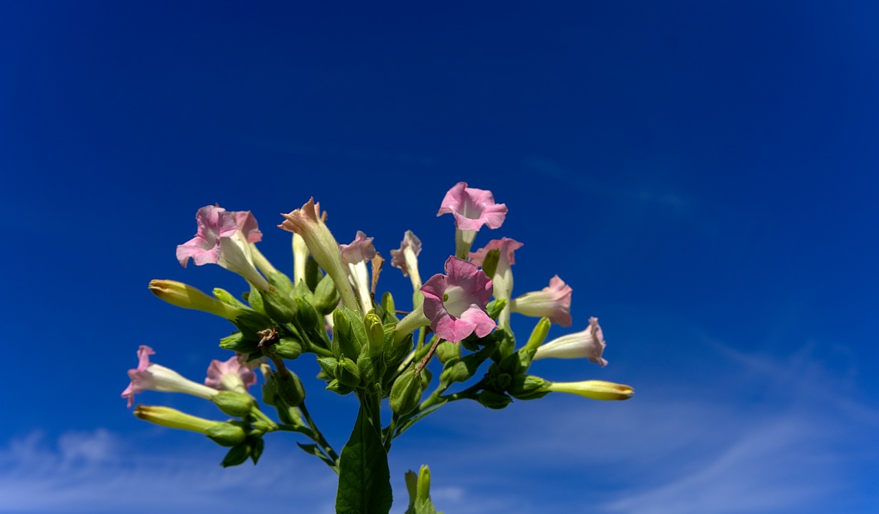 Image - tobacco plant blossom bloom