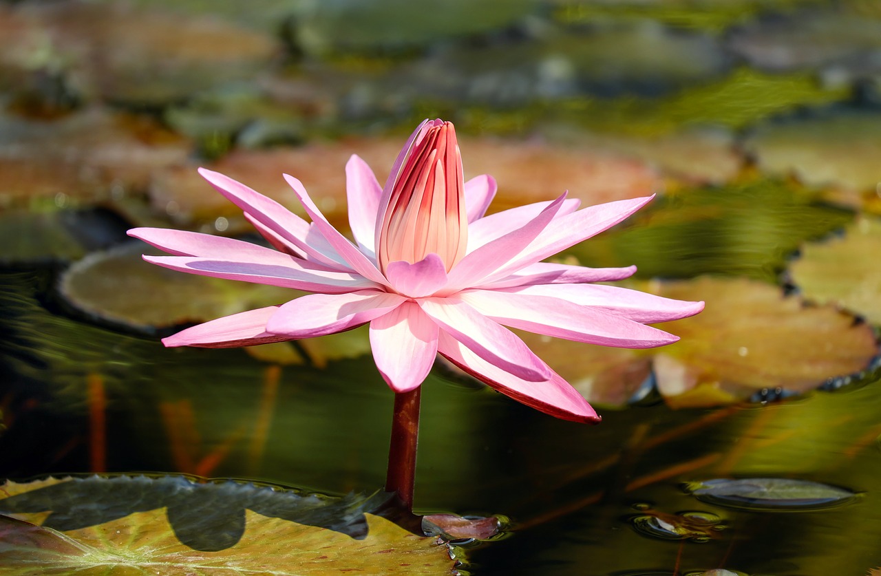 Image - water lily flower aquatic plant