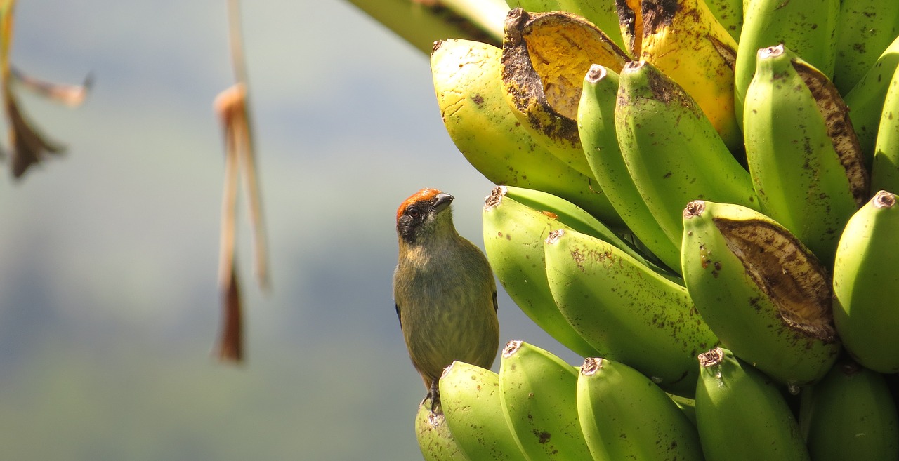 Image - nature salento armenia colombia