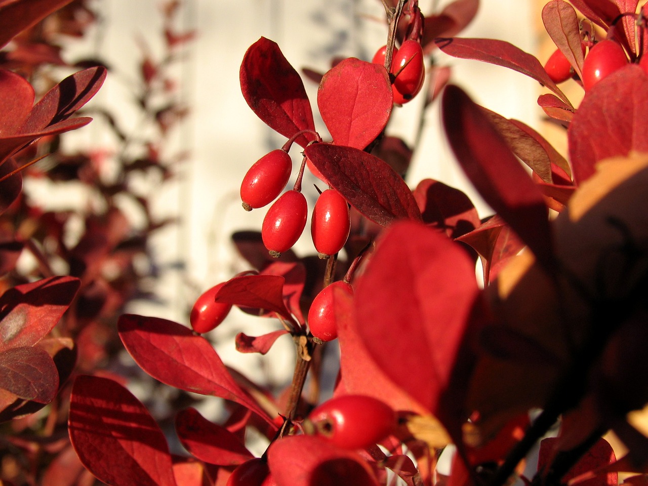 Image - barberry autumn berry