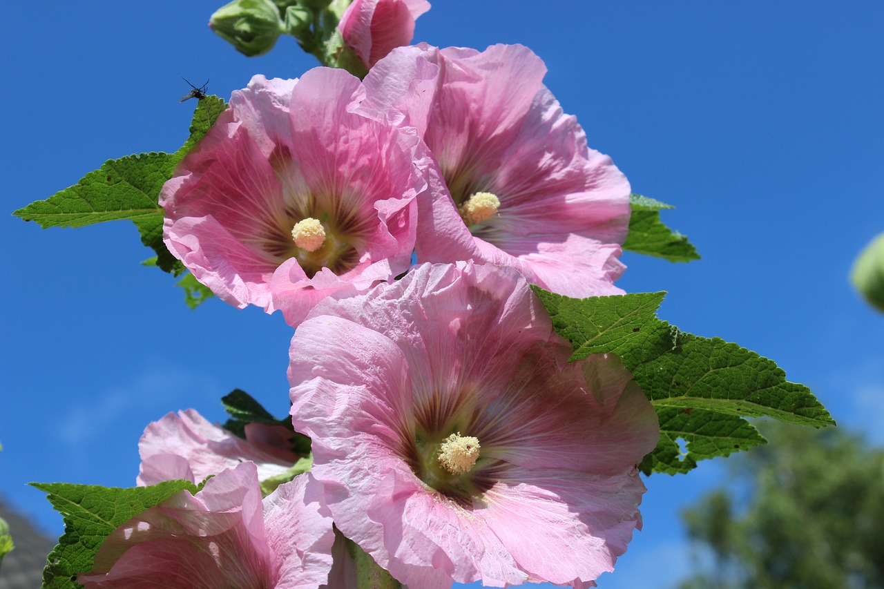 Image - stock rose flowers pink